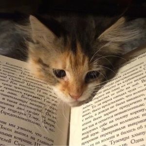 Meet your Posher, Nahida